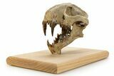 False Saber-Toothed Cat (Dinictis) Skull - South Dakota #356723-4